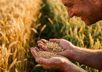 Le cours des céréales est il différent de celui du blé ?